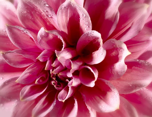 Krásný lotosový květ — Stock fotografie