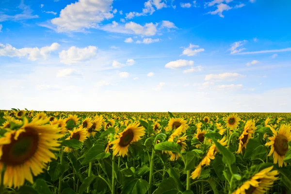 Zonnebloemen veld onder de blauwe hemel — Stockfoto