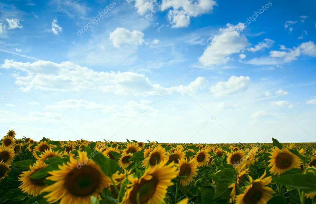Sunflowers field under the blue sky