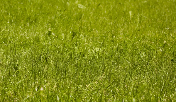Zielona trawa jako wzór lub tła — Zdjęcie stockowe
