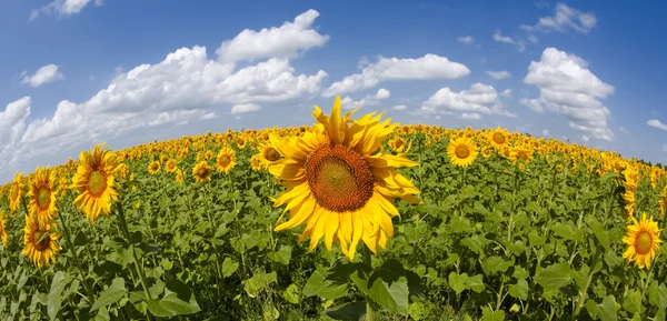 Sunflowers under the blue sky. beautiful rural scene — Stock Photo, Image