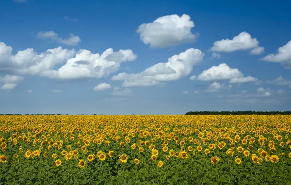 Ayçiçeği mavi gökyüzünün altında. güzel bir kırsal manzara — Stok fotoğraf