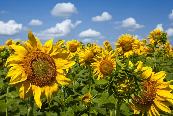 Zonnebloemen onder de blauwe hemel. mooie landelijke scène — Stockfoto