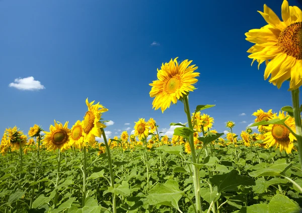 Sonnenblumen unter blauem Himmel. schöne ländliche Szenerie — Stockfoto