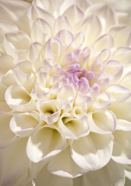 Beautiful dahlia clipart