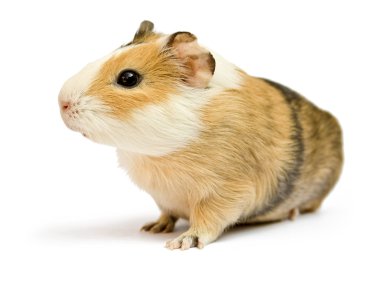 Guinea pig clipart