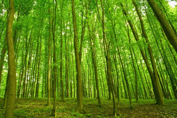 Wald — Stockfoto