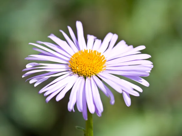 stock image Flower