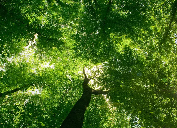 Hutan — Stok Foto