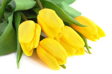 Yellow tulips clipart