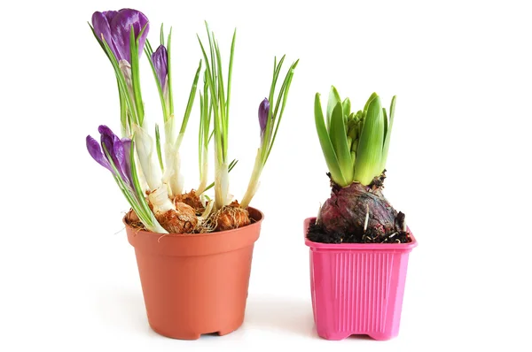 Groeiende hyacint en Krokussen — Stockfoto