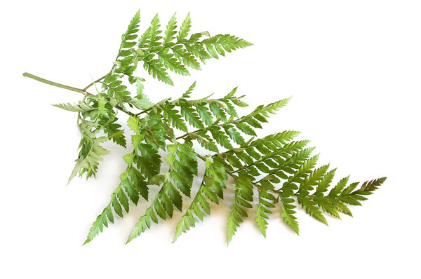 Green fern