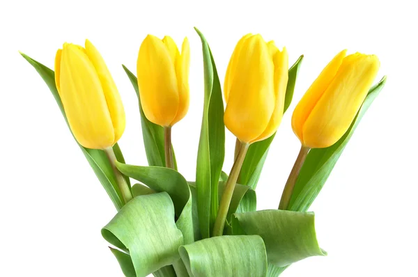 Tulipes jaunes — Photo