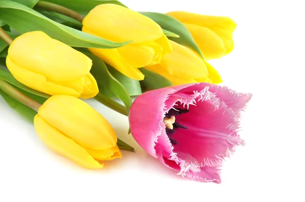 Різнокольорових тюльпанів — стокове фото