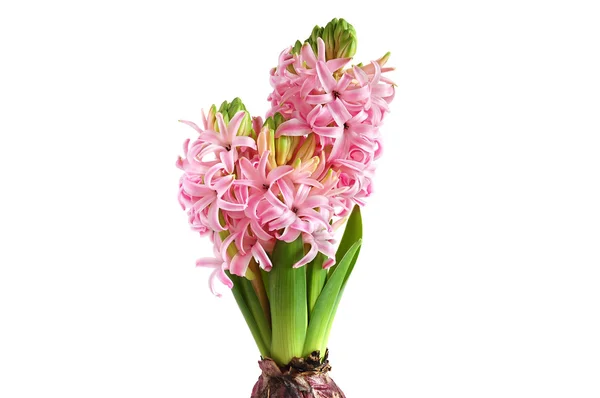 Groeiende hyacint — Stockfoto