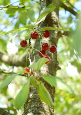 Sweet cherries clipart