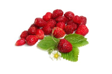 Wild strawberries clipart
