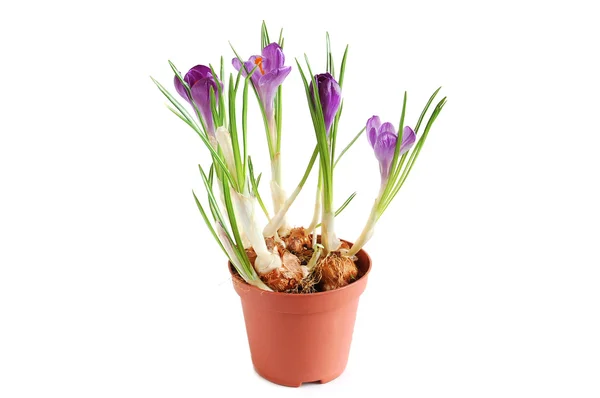Violet crocuses — Stock Photo, Image