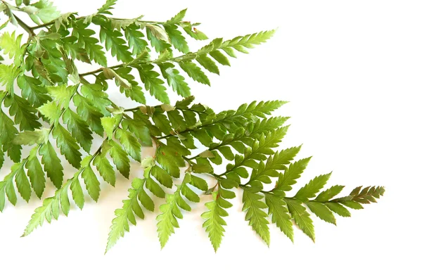 stock image Green fern