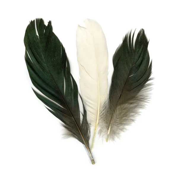 Three feathers — Stock Photo, Image