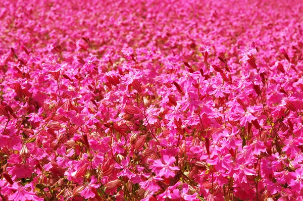 stock image Pink flower field