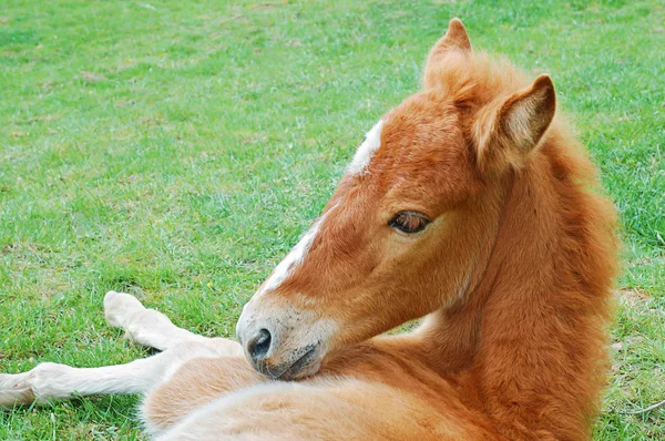Foal σε ένα λιβάδι — Φωτογραφία Αρχείου