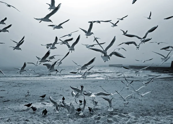 Seagulls and doves — Stock Photo, Image