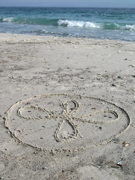 모래에 꽃 — 스톡 사진