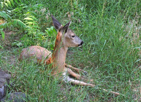 小型の鹿 — ストック写真