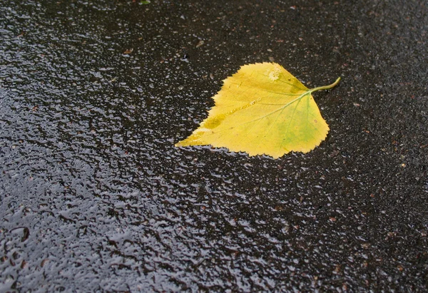 stock image The fallen yellow leaf