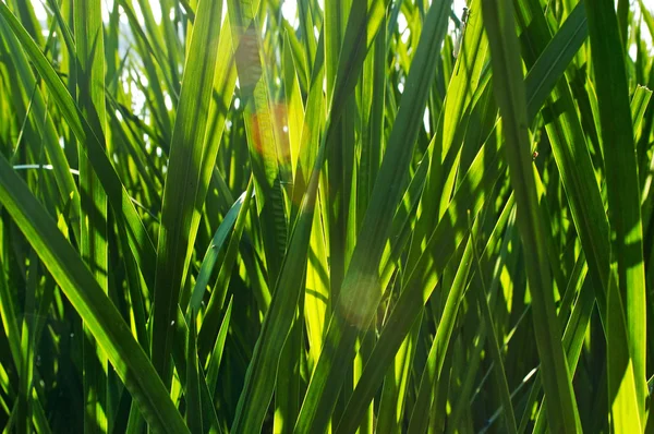 stock image Green grass