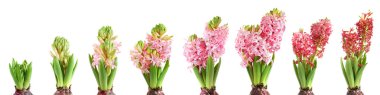 Growing hyacinth clipart
