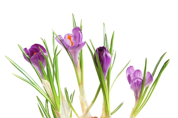 Violet crocuses — Stock Photo, Image