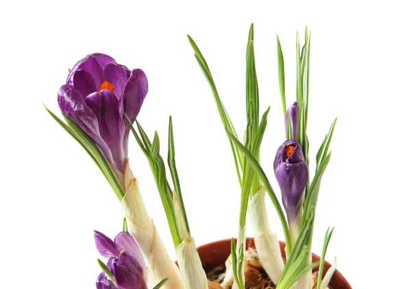 Pergaminos violetas —  Fotos de Stock