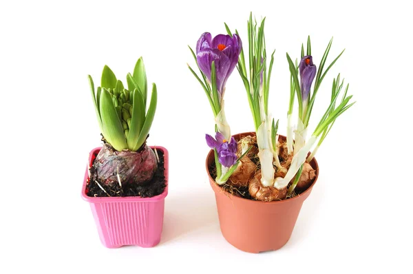 Växande hyacint och krokusar — Stockfoto