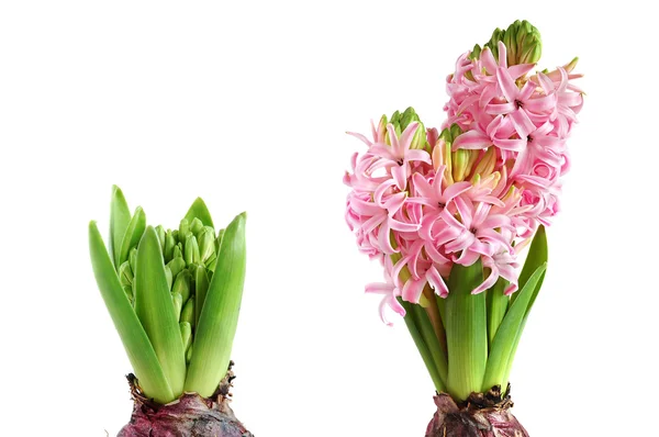 Groeiende hyacint — Stockfoto