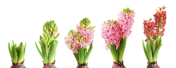 Rostoucí hyacint — Stock fotografie