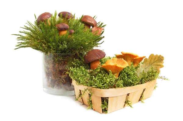 Mushrooms bunch — Stock Photo, Image