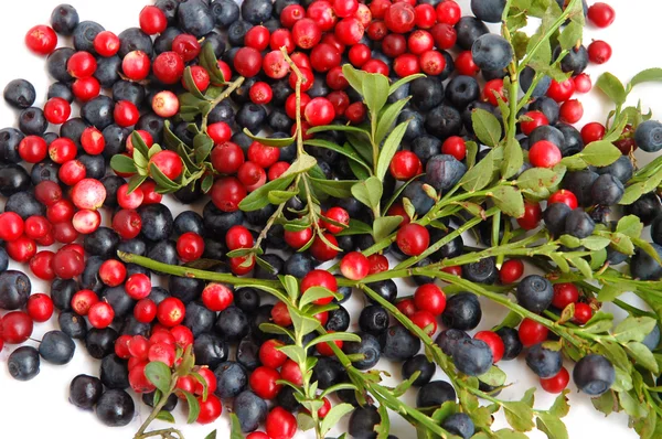 Bilberries and cranberries — Stock Photo, Image