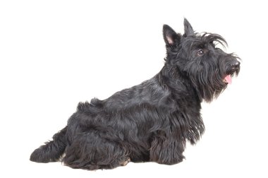 Scottish terrier clipart