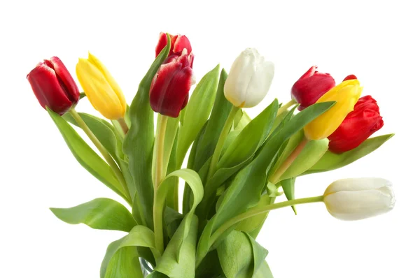 Різнокольорових тюльпанів — стокове фото