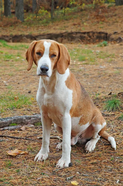 Dog hound — Stock Photo, Image