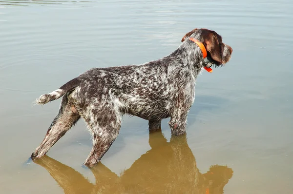 German wirehaired pointer — Stock Photo, Image