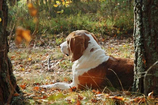 Odpočívá pes — Stock fotografie