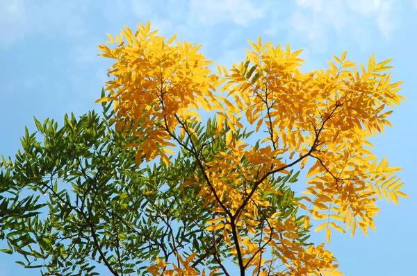 stock image Autumn leaves against a blue sky