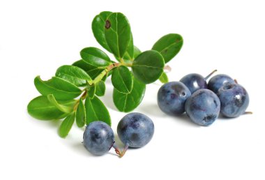 bilberries saçılma