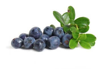 bilberries saçılma