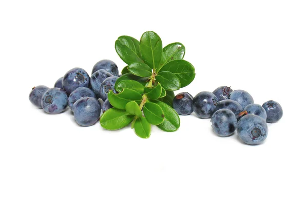 Scattering of bilberries — Stock Photo, Image