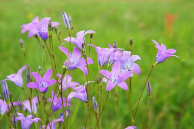 çiçek açan bluebells