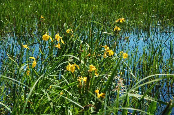 Iris amarillo — Foto de Stock